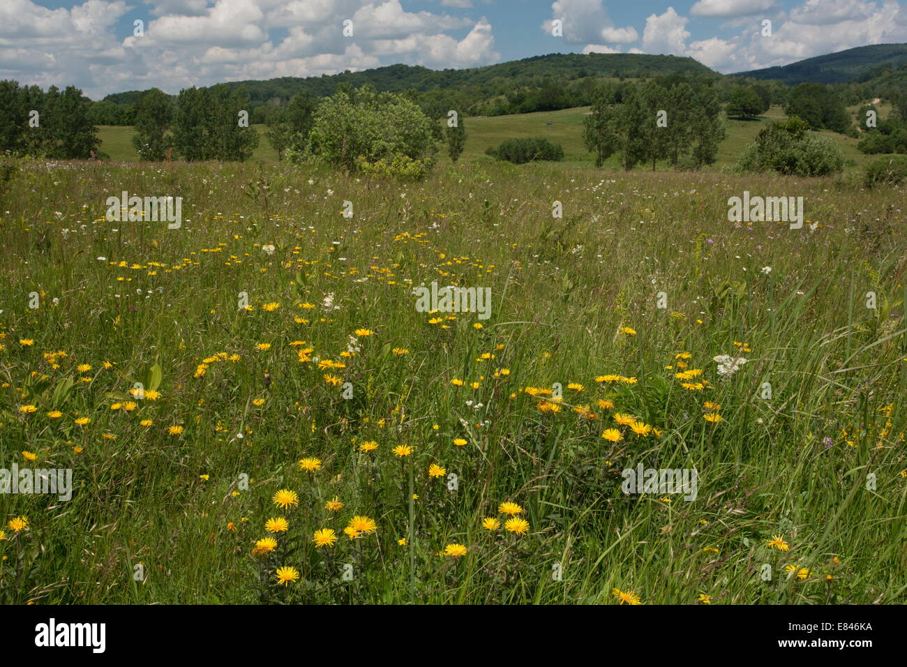 Damp pasture with fleabane clumps, Inula hirta in the foothills of the eastern Carpathians. Romania Stock Photo
