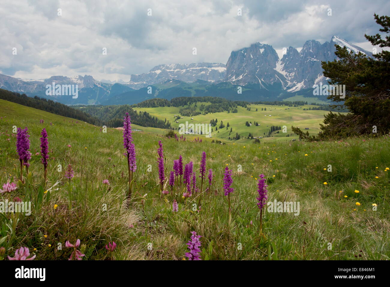 Spectacular flowery grasslands with Early Purple Orchids, Orchis mascula ssp. signifera, Seiser Alm / Alpe di Suisi, Dolomites Stock Photo