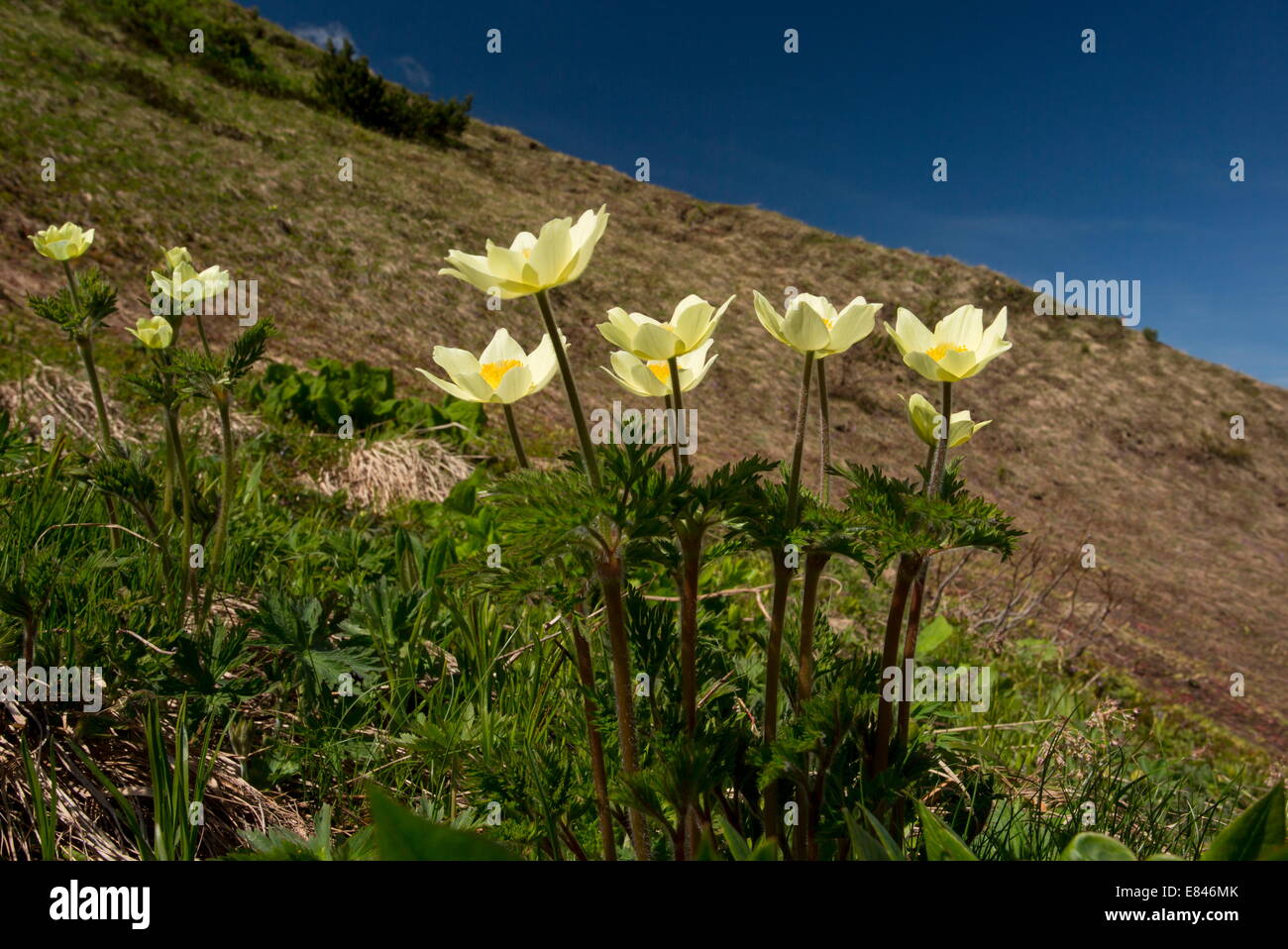 Alpine Pasque Flower, Pulsatilla alpina ssp. apiifolia in its yellow form; Dolomites, Italy Stock Photo