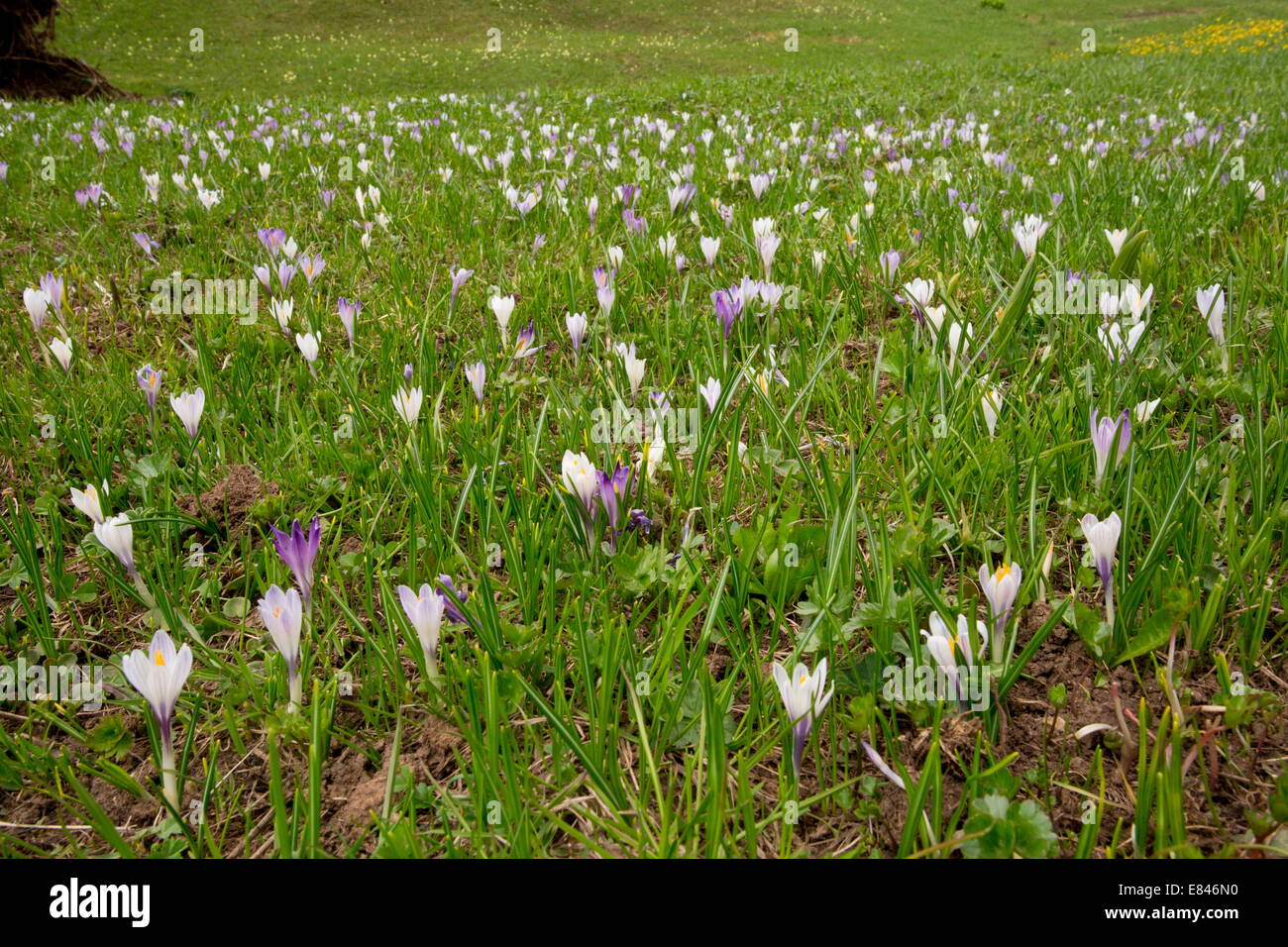 White Crocus or Spring Crocus, Crocus albiflorus in masses at c. 2000m in the Dolomites, Italy Stock Photo