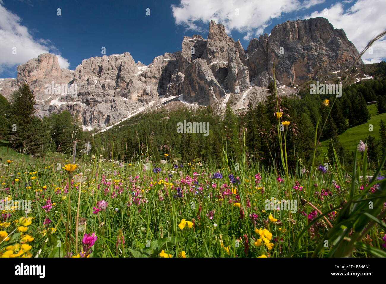 Summer wildflower meadow with the Sella Group - Gruppo di Sella - beyond, Dolomites, Italy. Stock Photo