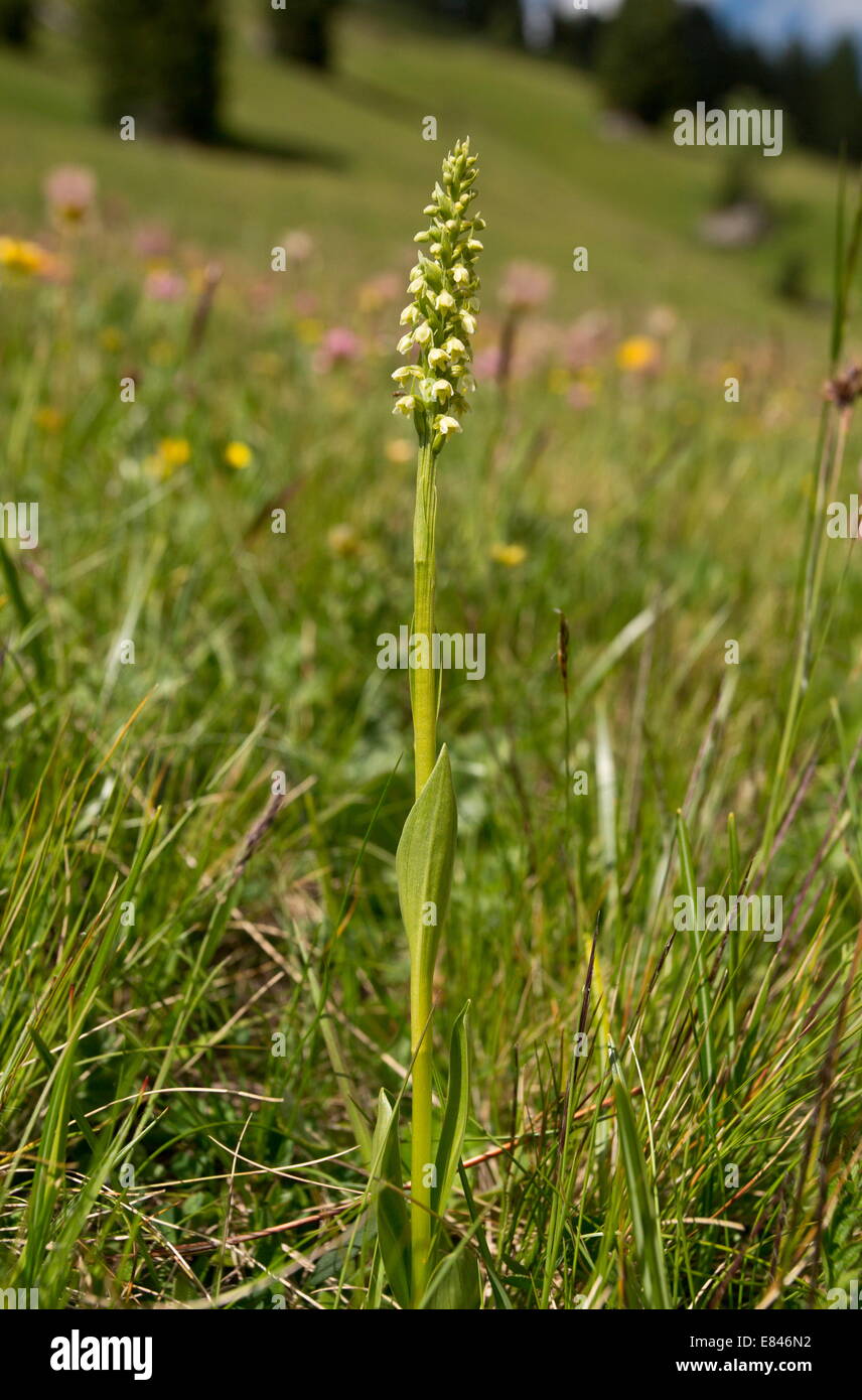 Small-white Orchid, Pseudorchis albida = Leucorchis albida in flower in montane grassland; Dolomites, Italy Stock Photo