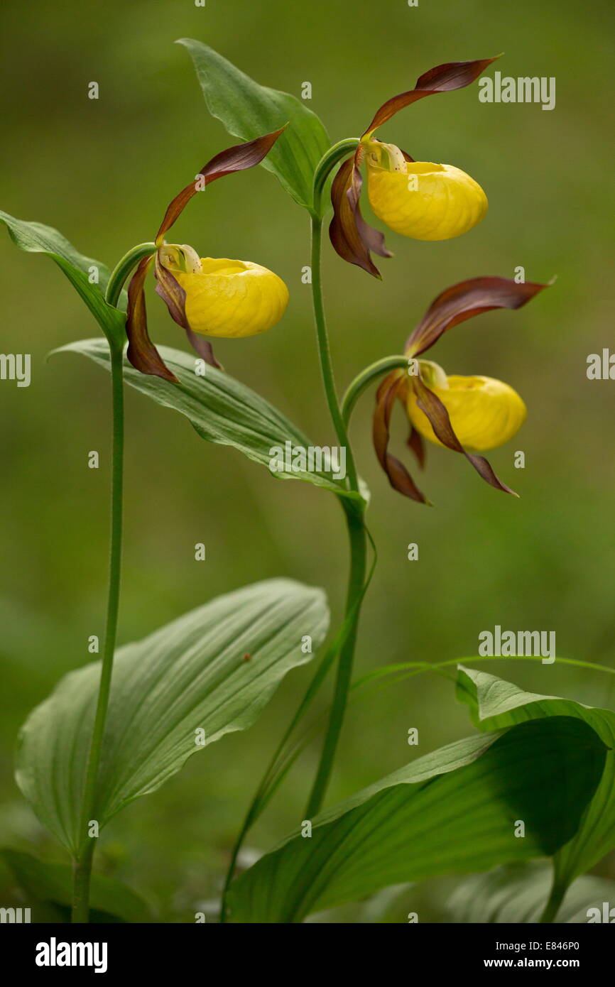 Lady's Slipper Orchid, Cypripedium calceolus, in flower in woodland; Dolomites, Italy Stock Photo
