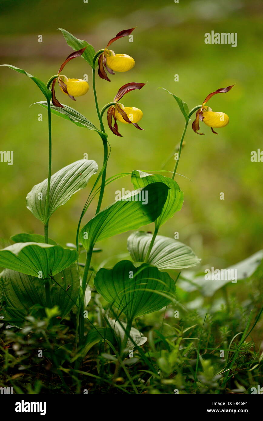 Lady's Slipper Orchid, Cypripedium calceolus, in flower in woodland; Dolomites, Italy Stock Photo