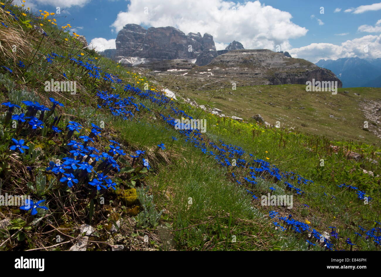 Masses of Spring Gentian, Gentiana verna, on the Tre Cime, Dolomites, Italy Stock Photo