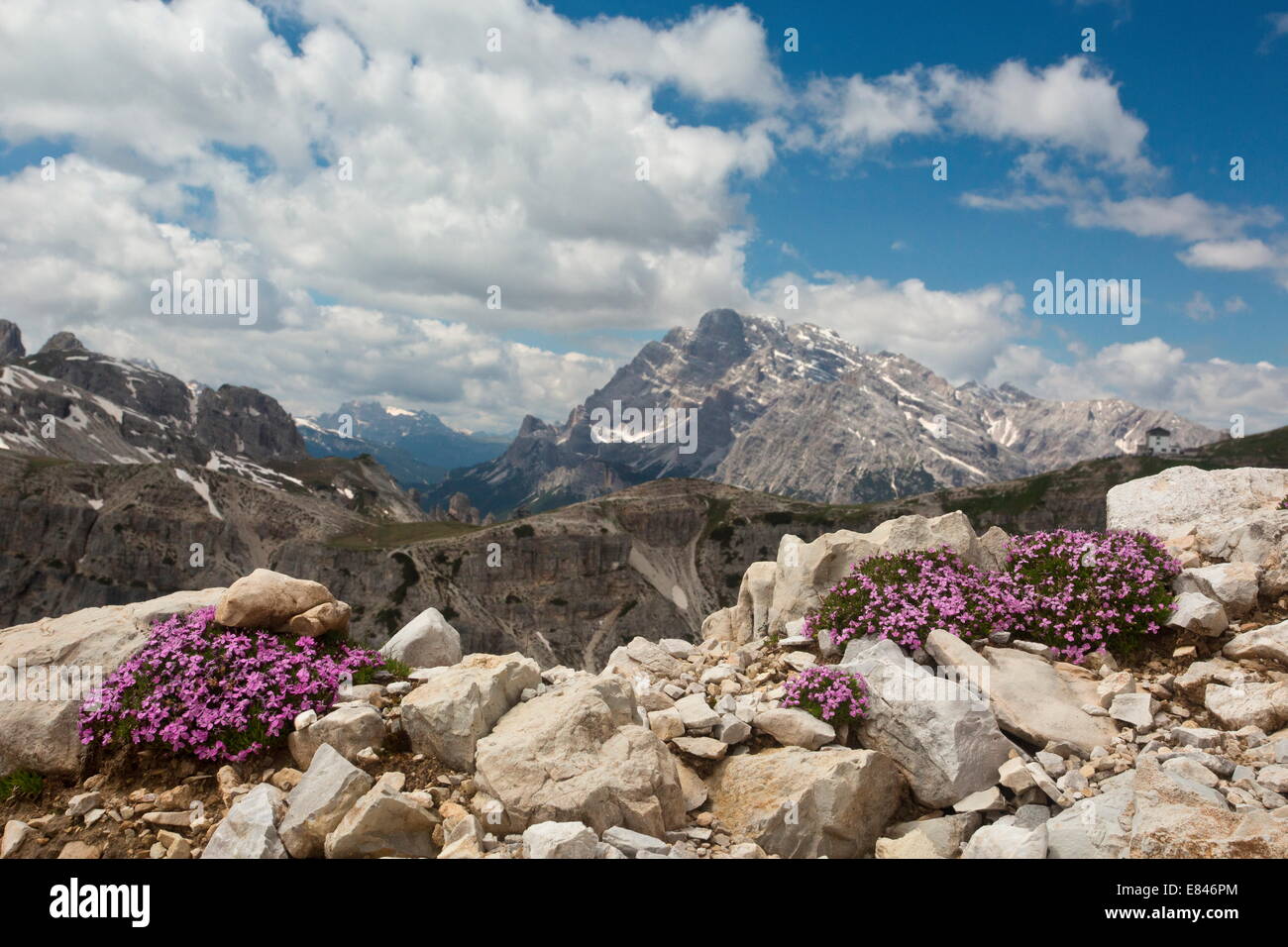 Moss Campion, Silene acaulis, on the Tre Cime, Dolomites, Italy Stock Photo