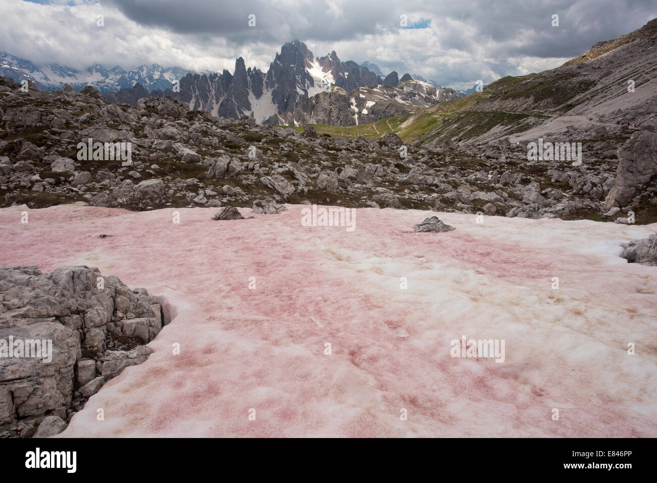 Chlamydomonas nivalis snow hi-res stock photography and images - Alamy