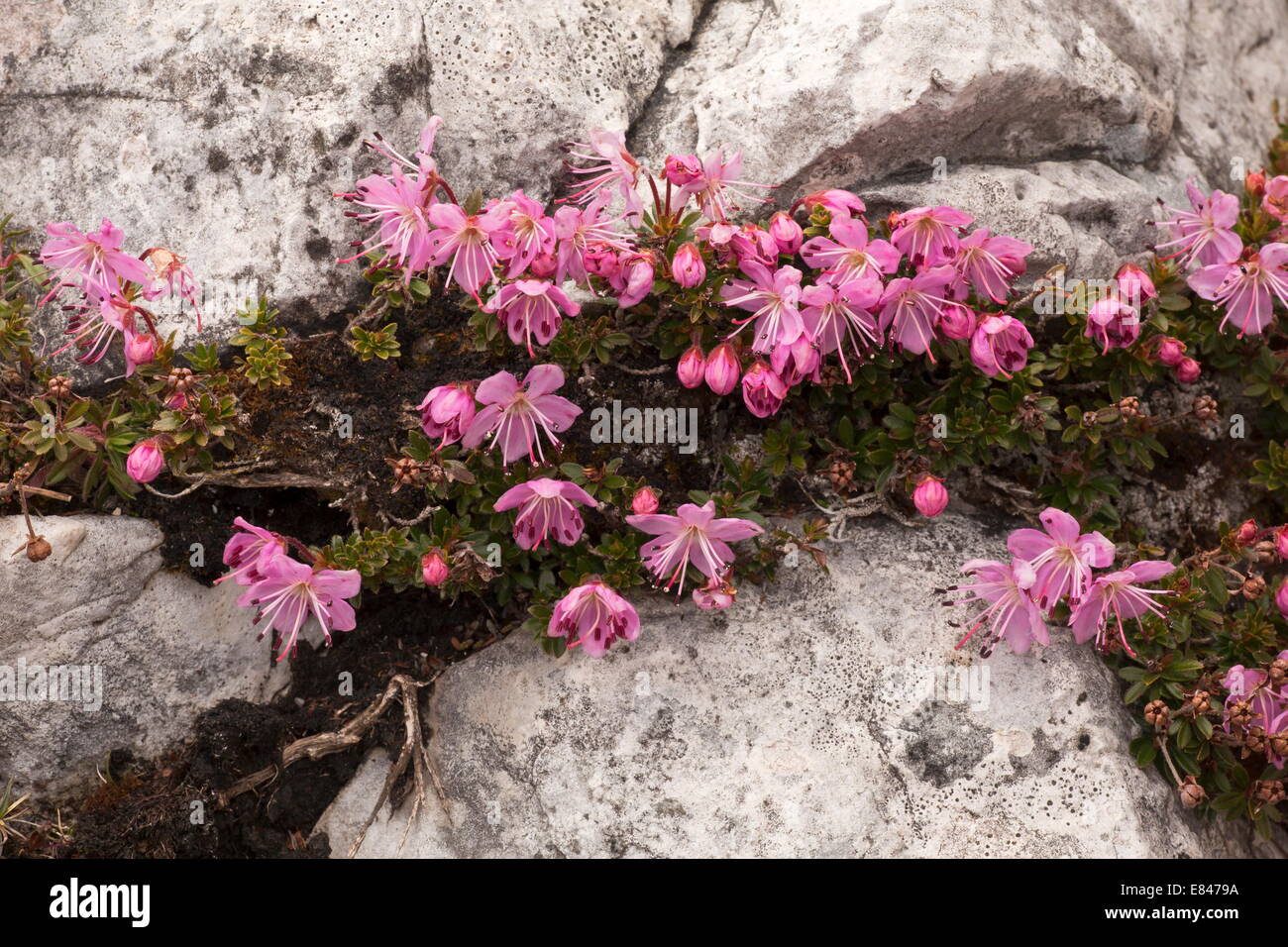 Dwarf alpenrose Rhodothamnus chamaecistus in flower on dolomite rock, Dolomites, Italy. Stock Photo