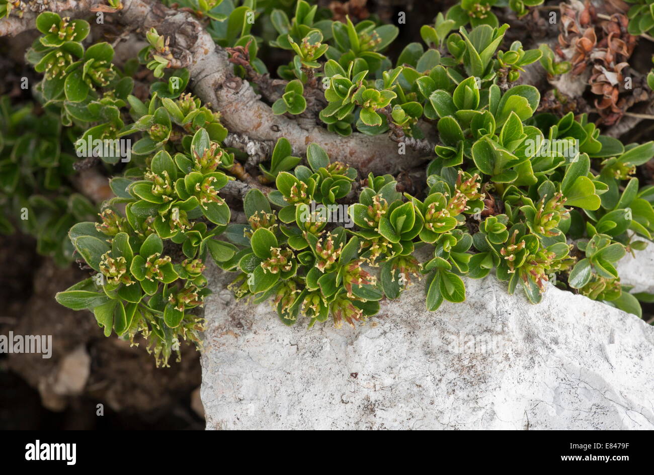 A dwarf willow, Salix retusa in flower at high altitude; Dolomites, Italy Stock Photo