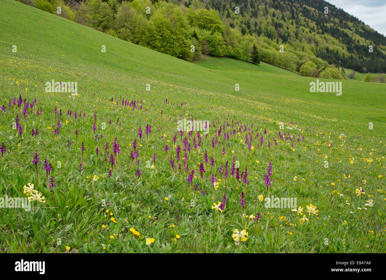High flowery meadow with Early Purple orchids etc in vallon de combeau, Vercors mountains, France. Stock Photo