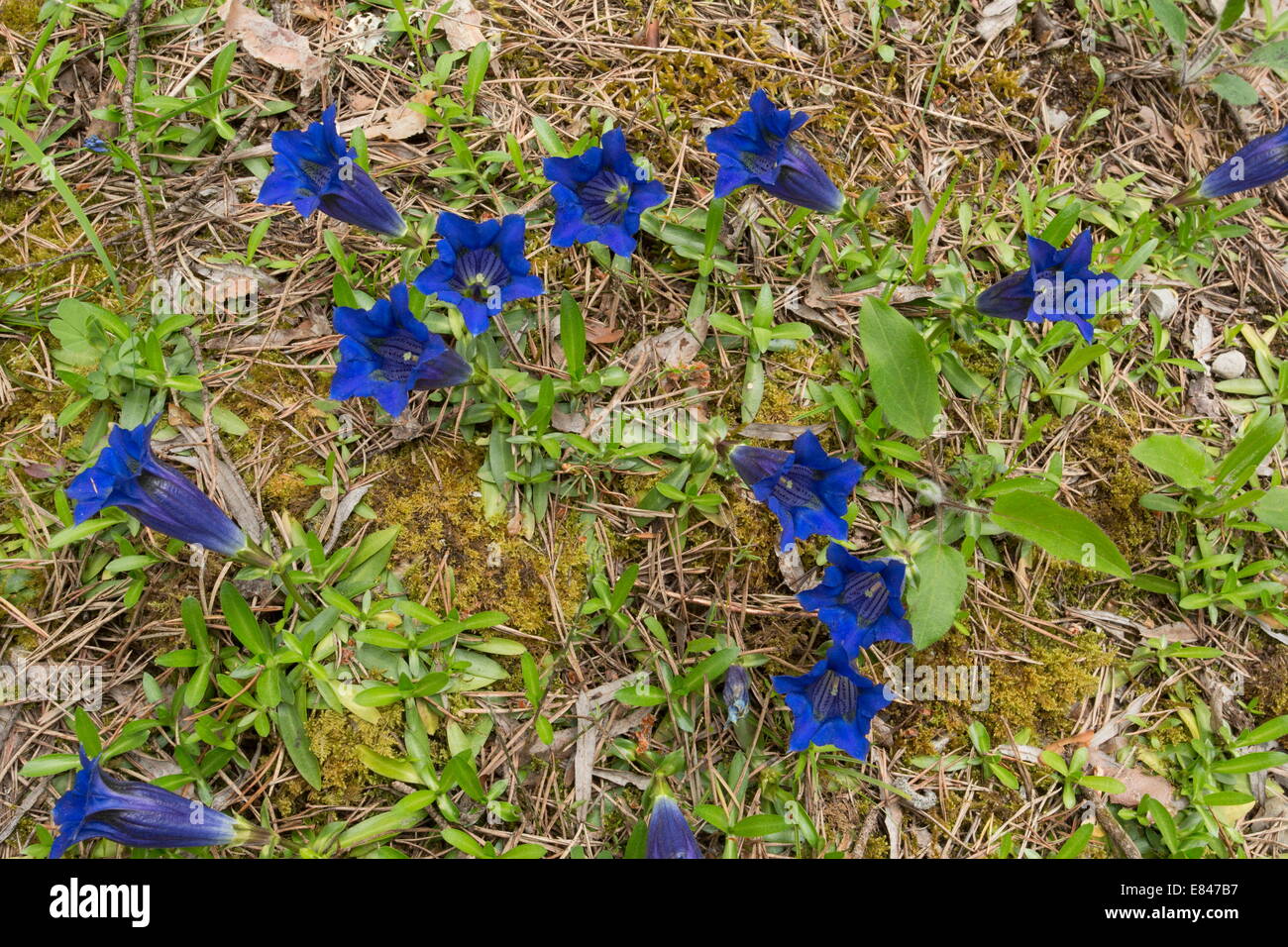 Narrow-leaved trumpet gentian Gentiana angustifolia in flower, on limestone, Vercors mountains, France. Stock Photo