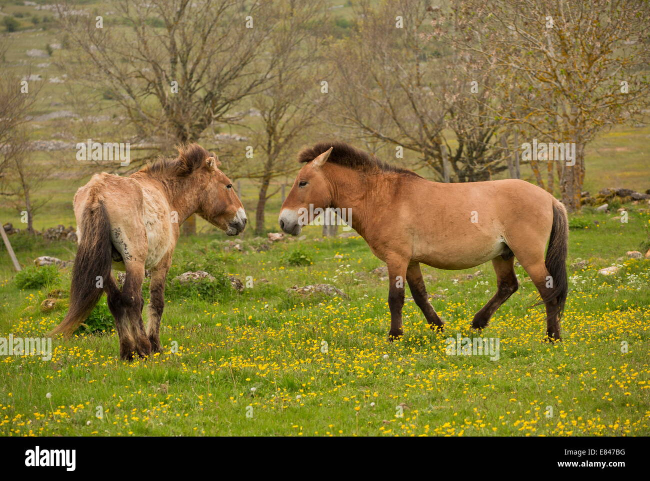 Przewalski's horse, Przewalski's horse in a wild herd, introduced, at Le Villaret, Cevennes, France. Stock Photo