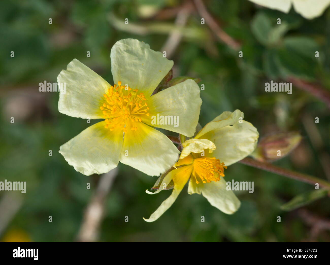 Hybrid Rock-rose, Helianthemum x sulphureum; Common rock-rose H. nummularium x White Rock-rose H. apenninum. Stock Photo