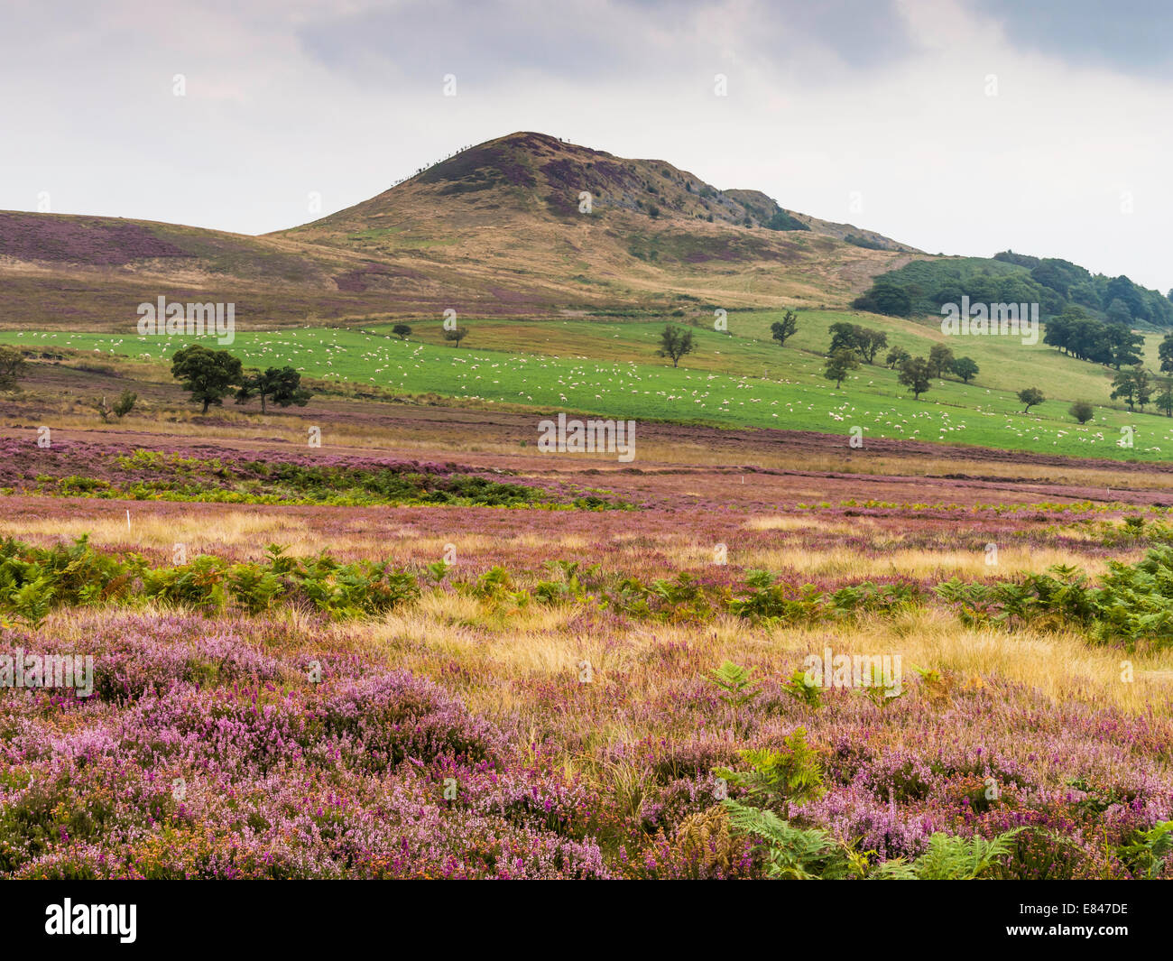 Hawnby Hill in the North Yorks Moors National Park with heather blooming in early autumn Stock Photo