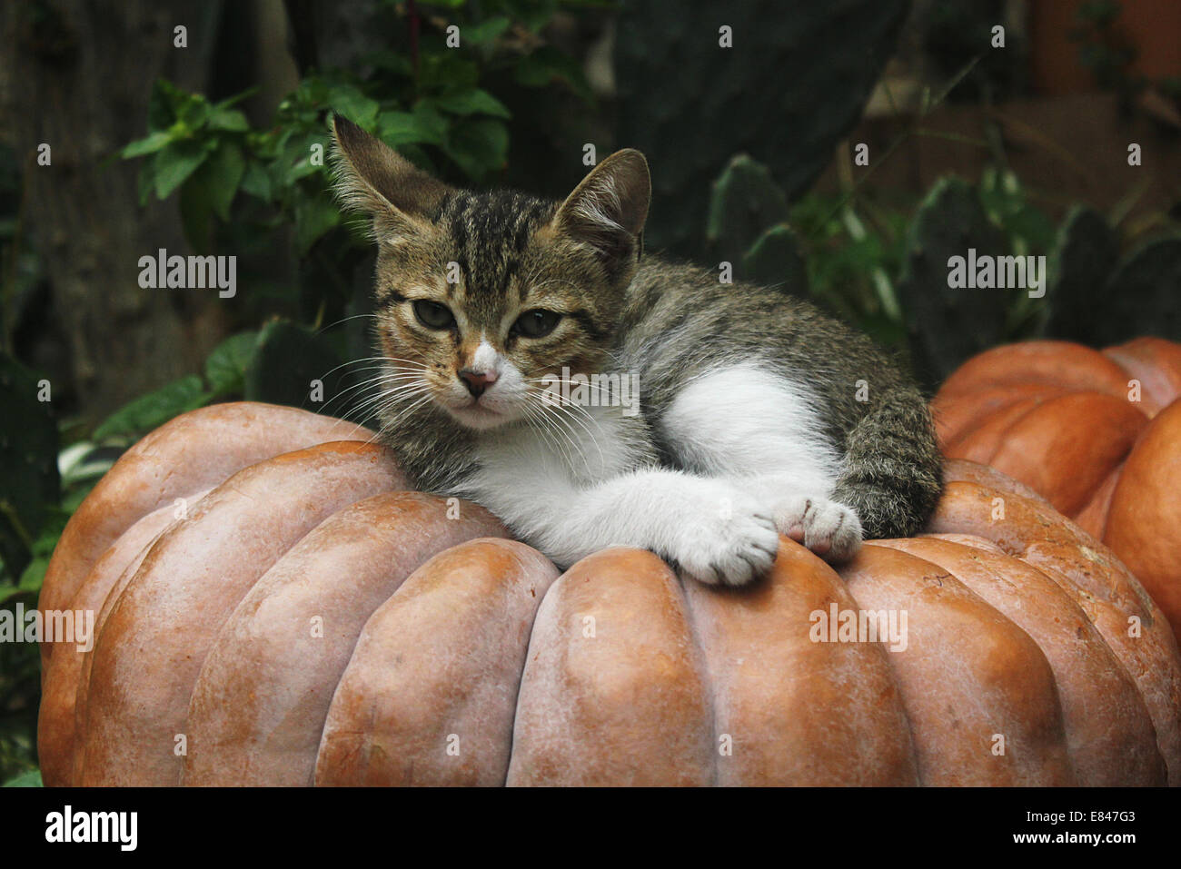 Stray cat sitting on a pumpkin in the backstreets of Taormina, Sicily. Stock Photo