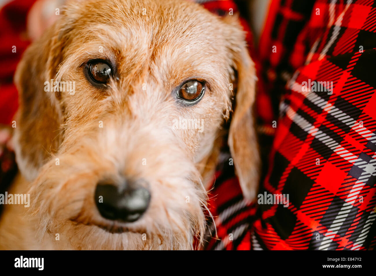 Brown Wirehaired Dachshund Sits In Hands Of Mistress Stock Photo