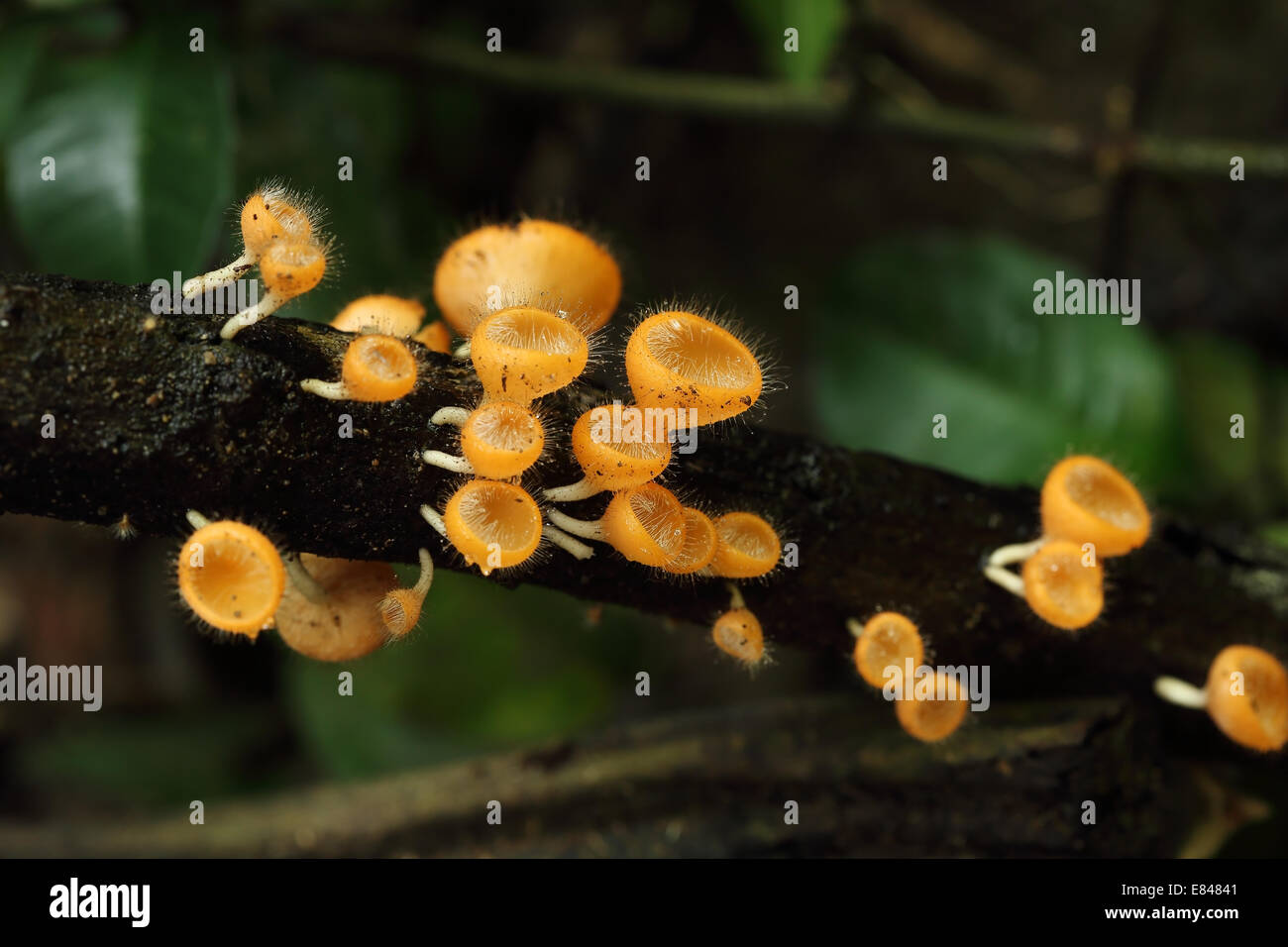 Champagne mushroom (coat mushroom or mushroom hair) in a forest Stock Photo