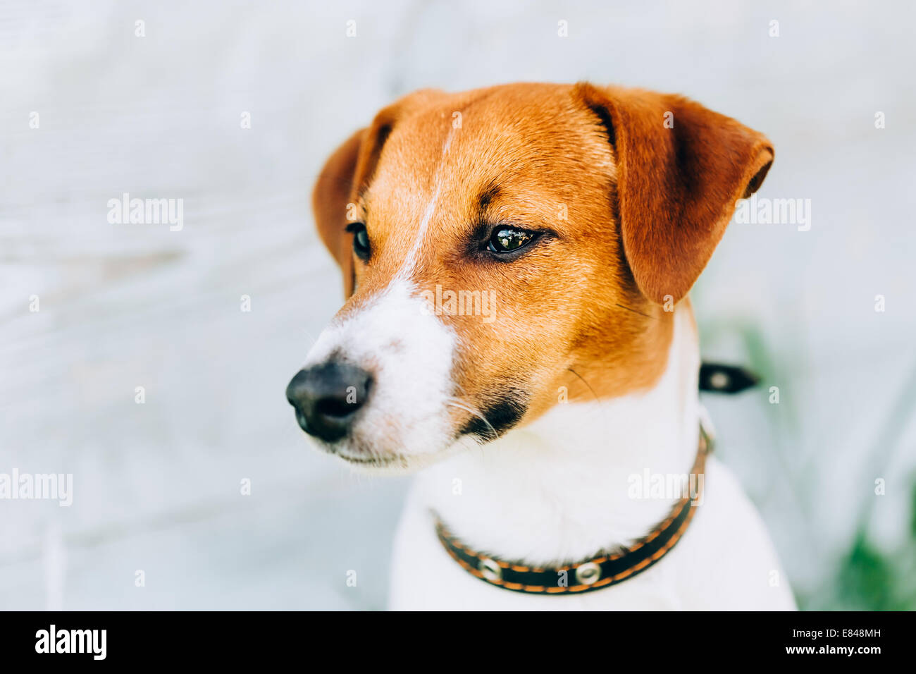 White And Brown Dog Jack Russell Terrier On Light Wooden Background Outdoors. Toned Instant Photo Stock Photo