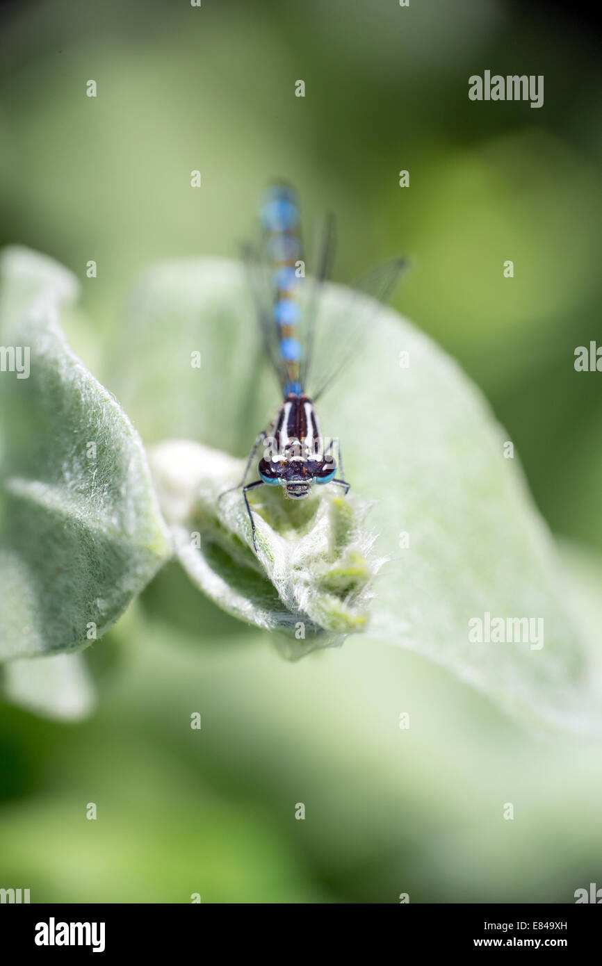 Front view of a Common Blue damselfly resting on a leaf Stock Photo - Alamy