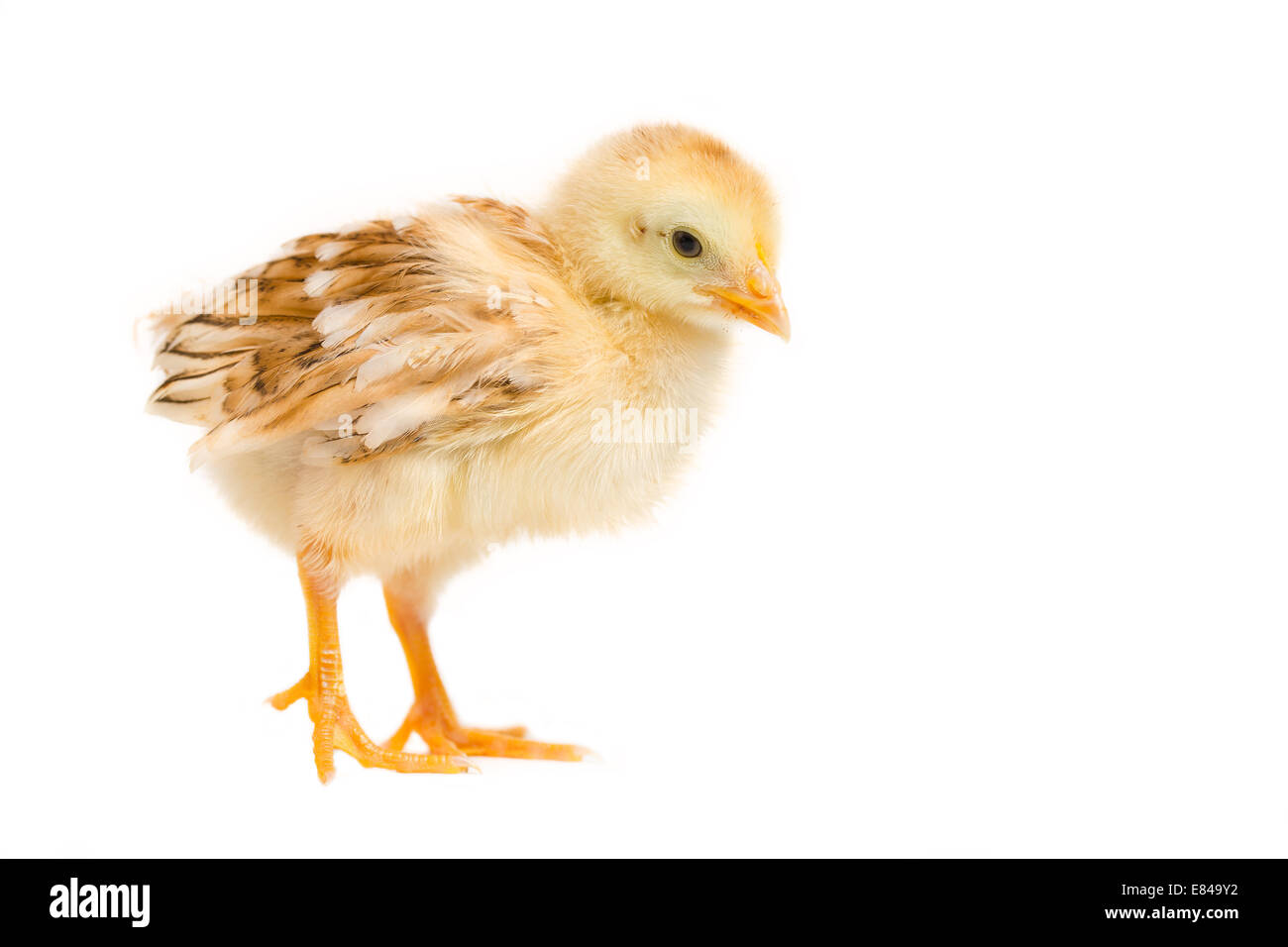 Rhode Island Red Chick High Resolution Stock Photography And Images Alamy Rhode Island Red Chick High Resolution Stock Photography And Images Alamy