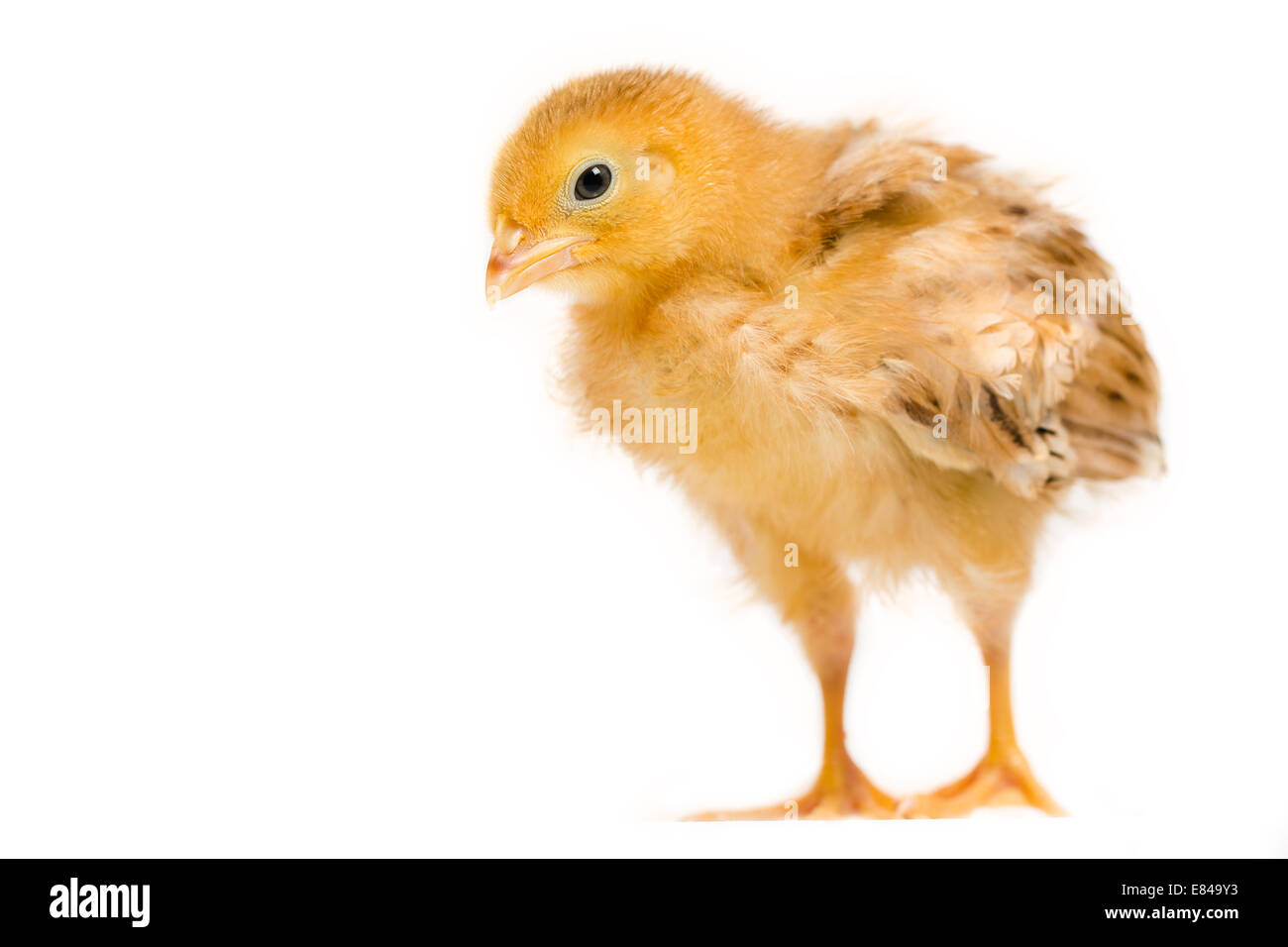 Chick looking at camera hi-res stock photography and images - Alamy