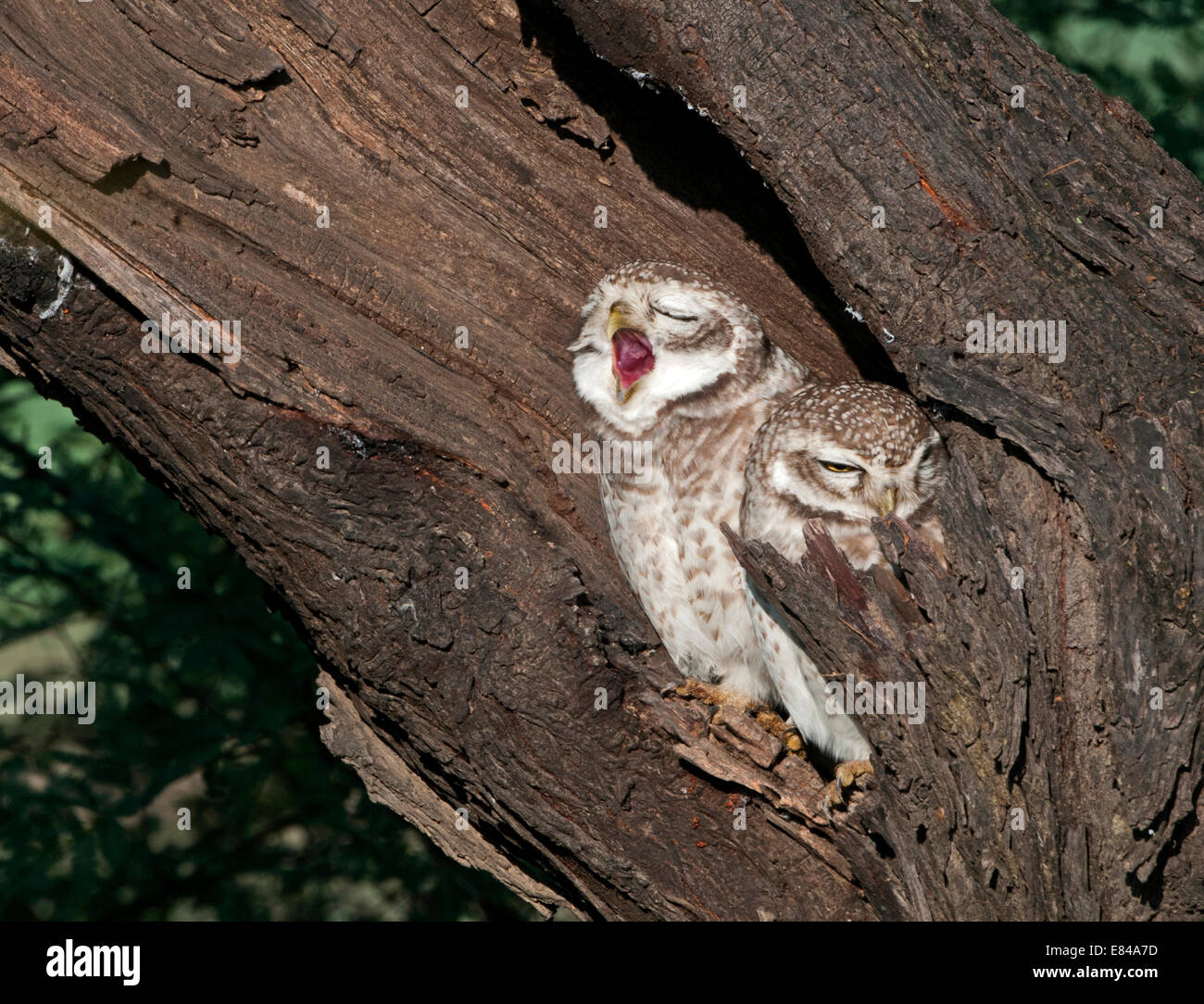 Spotted Owlets roosting in tree Bharatpur Northern India Stock Photo