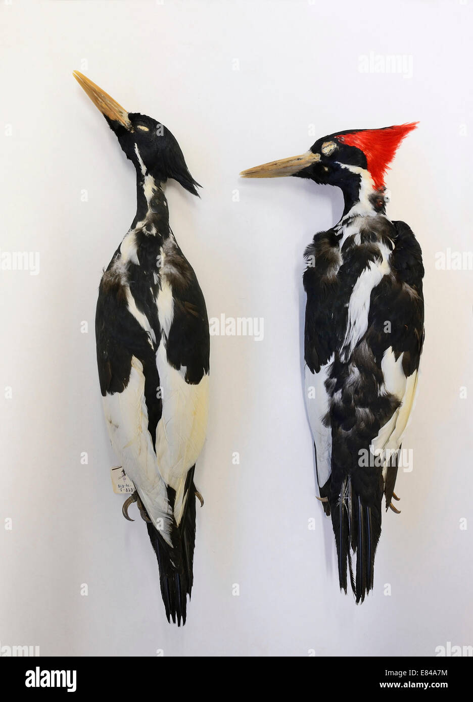 Ivory-billed Woodpecker skins Stock Photo