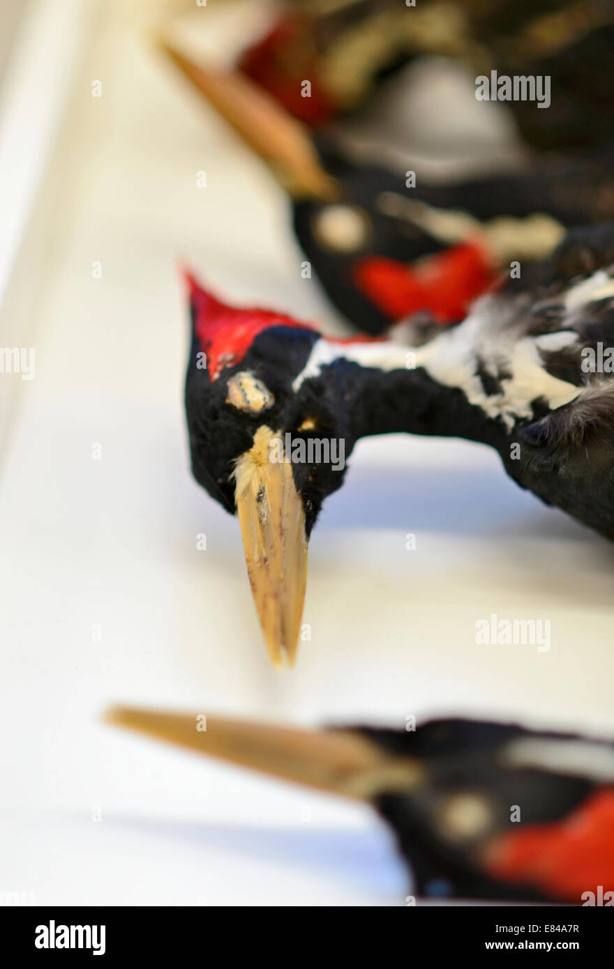 Ivory-billed Woodpecker skins (Extinct) Stock Photo