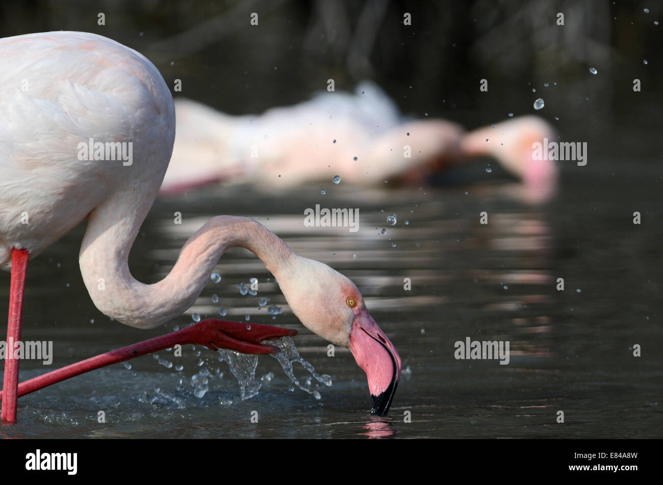 Greater Flamingo Phoenicopterus roseus  Camargue France Stock Photo