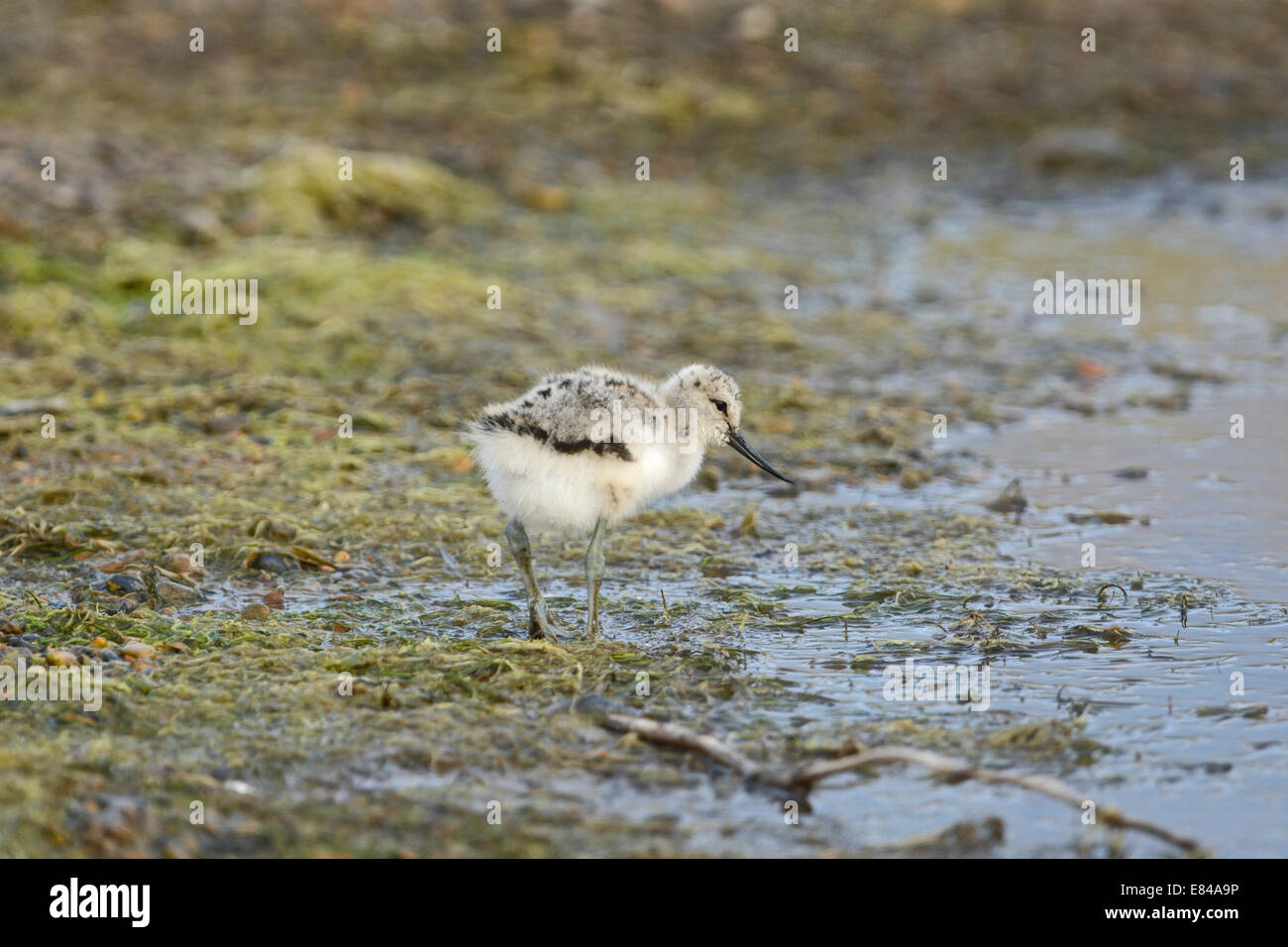 Avocet Recurvirostra avosetta chick around 7 days old Cley Norfolk Stock Photo