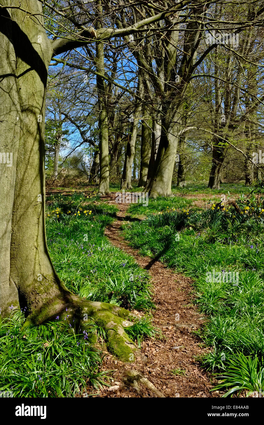 Thursford Wood a Norfolk Wildlife Trust reserve North Norfolk in early spring Stock Photo