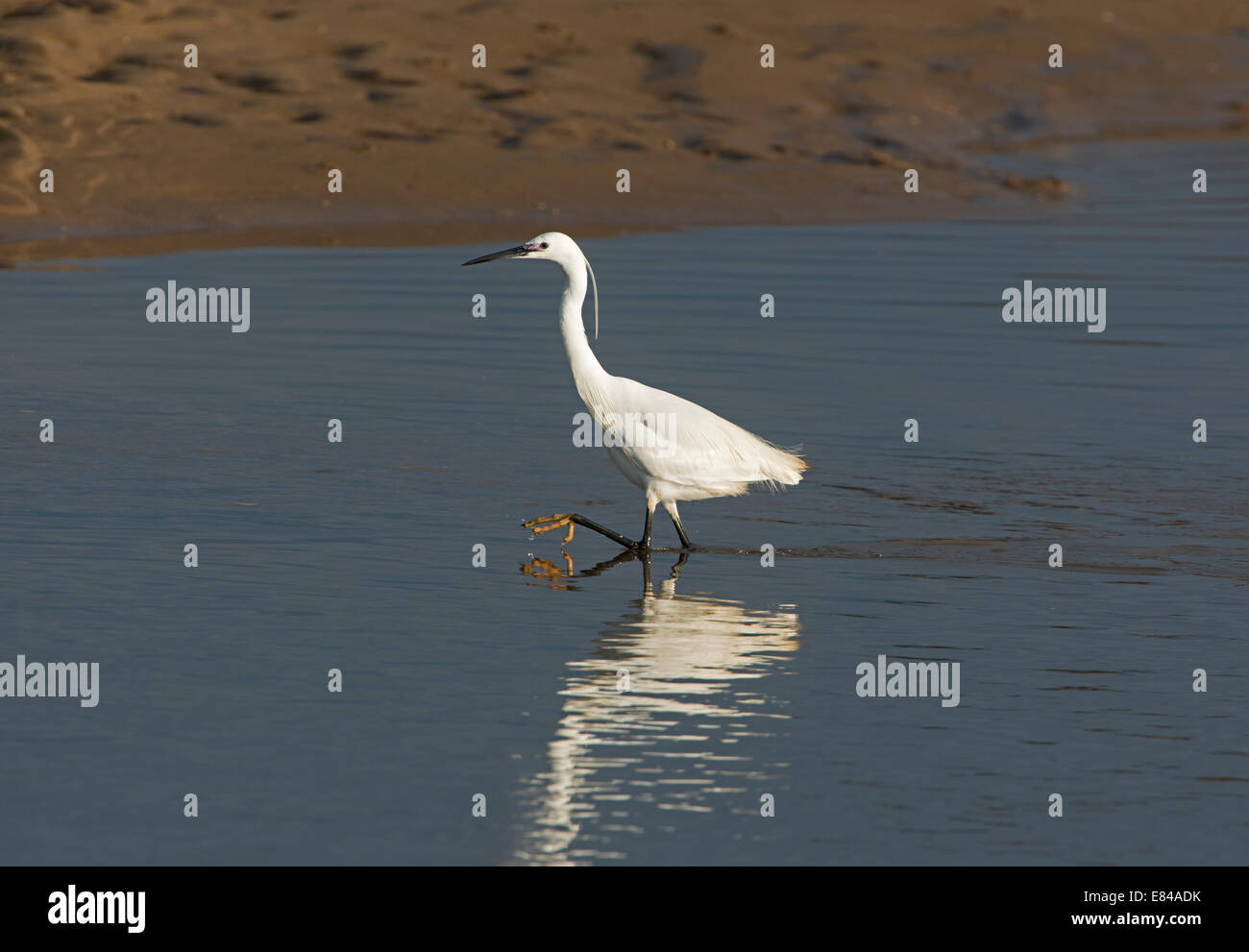 Little Egret Egretta garzetta fishing n coastla creek Burnhams Norfolk Stock Photo