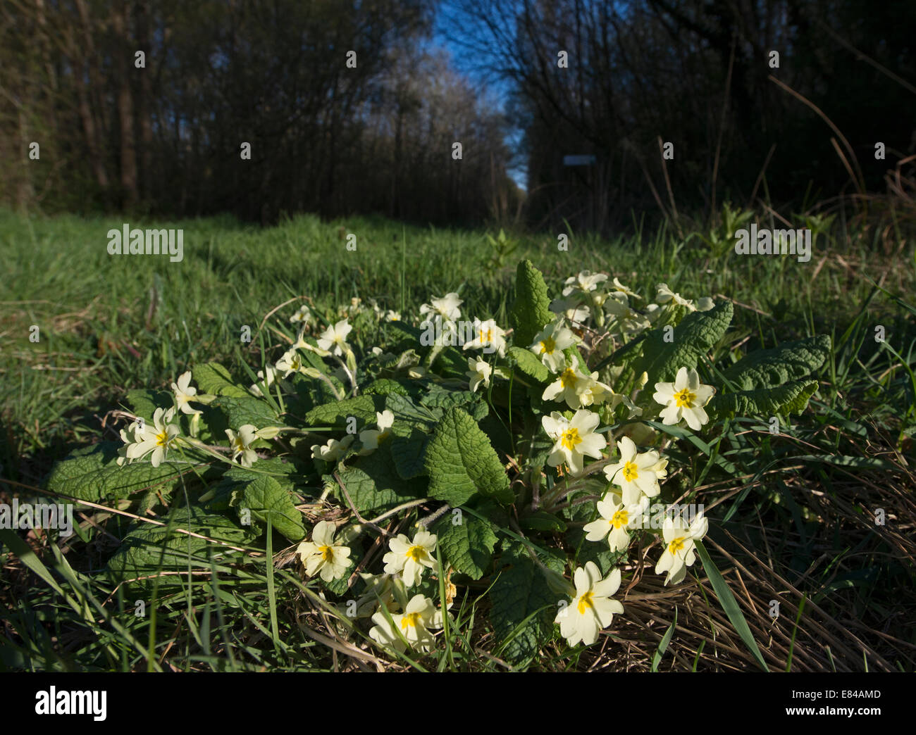 Primrose Primula vulgaris growing in Foxley Wood Norfolk spring Stock Photo