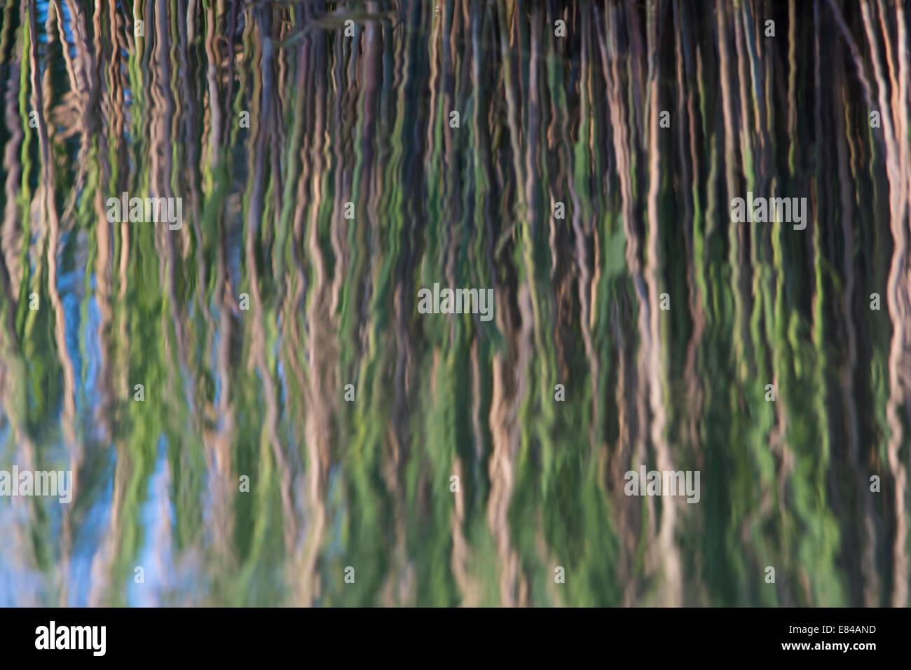 Reflections of early spring reed growth at Cley Norfolk Stock Photo