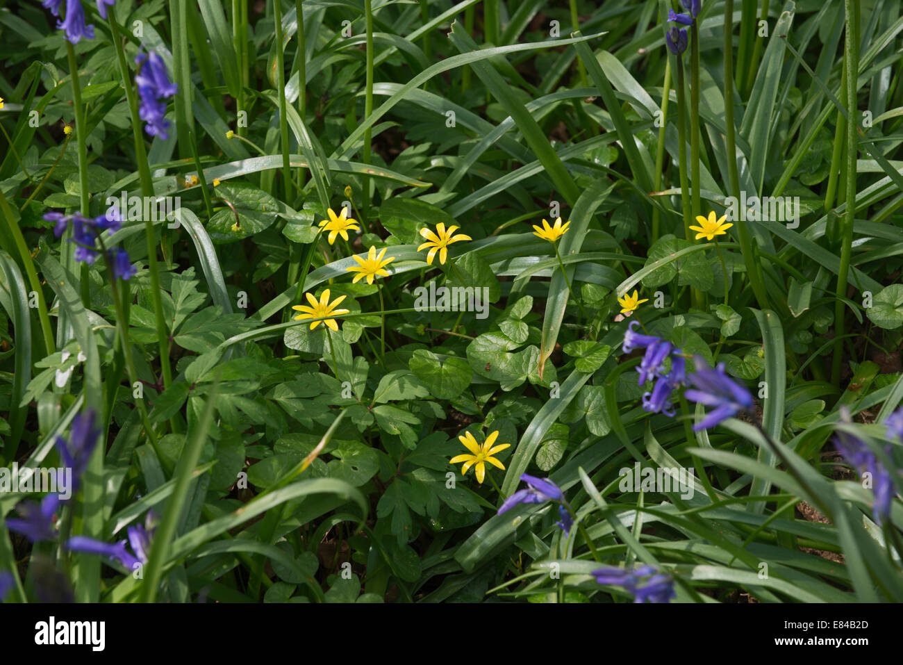 Bluebells, and Lesser Celandine  growing on woodland floor Foxley Wood Norfolk spring Stock Photo