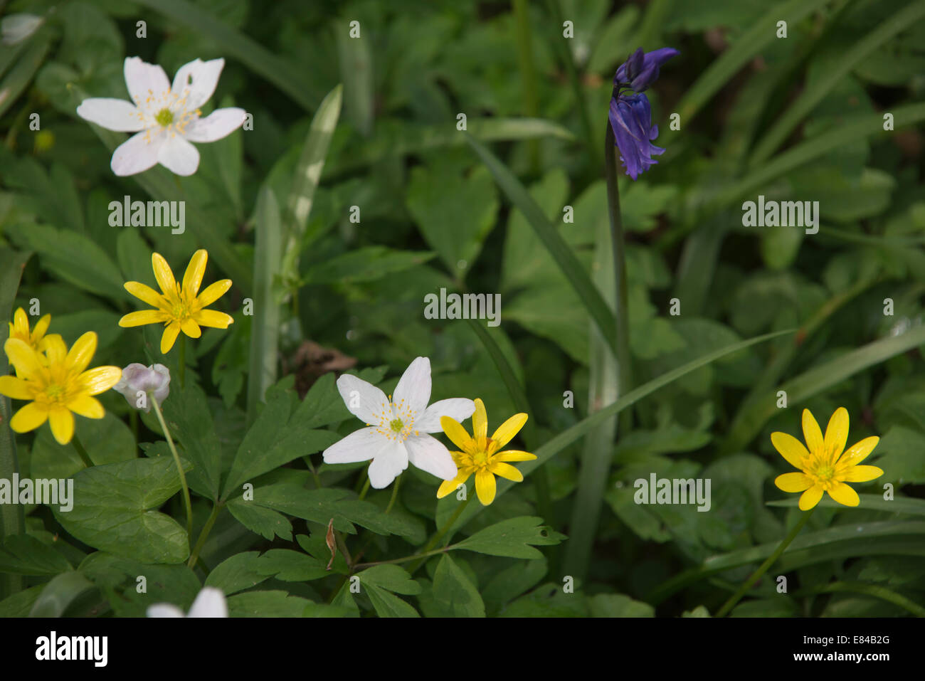 Bluebells, Lesser Celandine and Greater Stitchwort growing on woodland floor Foxley Wood Norfolk spring Stock Photo