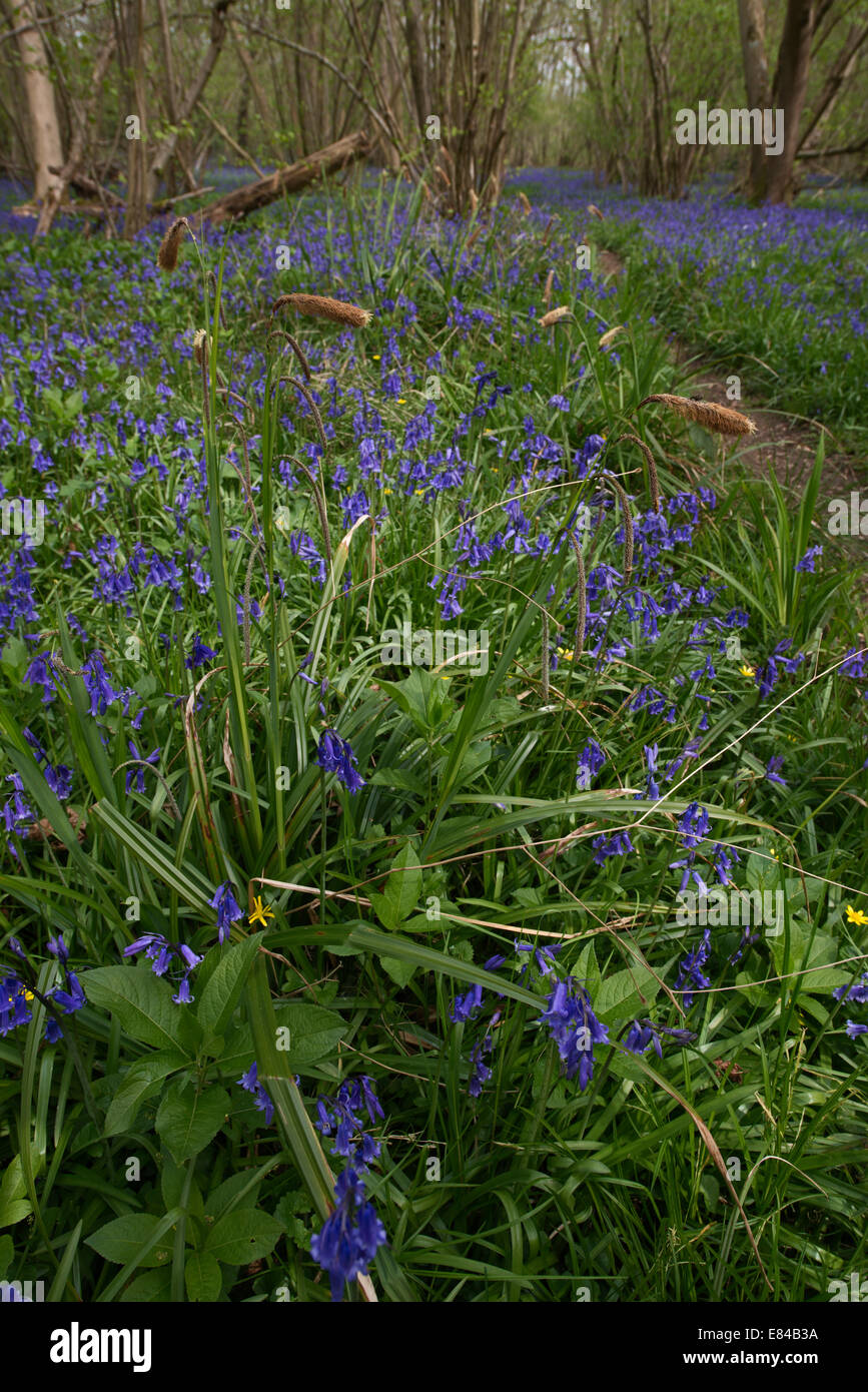 Bluebells Hyacinthoides non-scripta Foxley Wood NNR & Norfolk Wildlife Trust Reserve Norfolk Stock Photo
