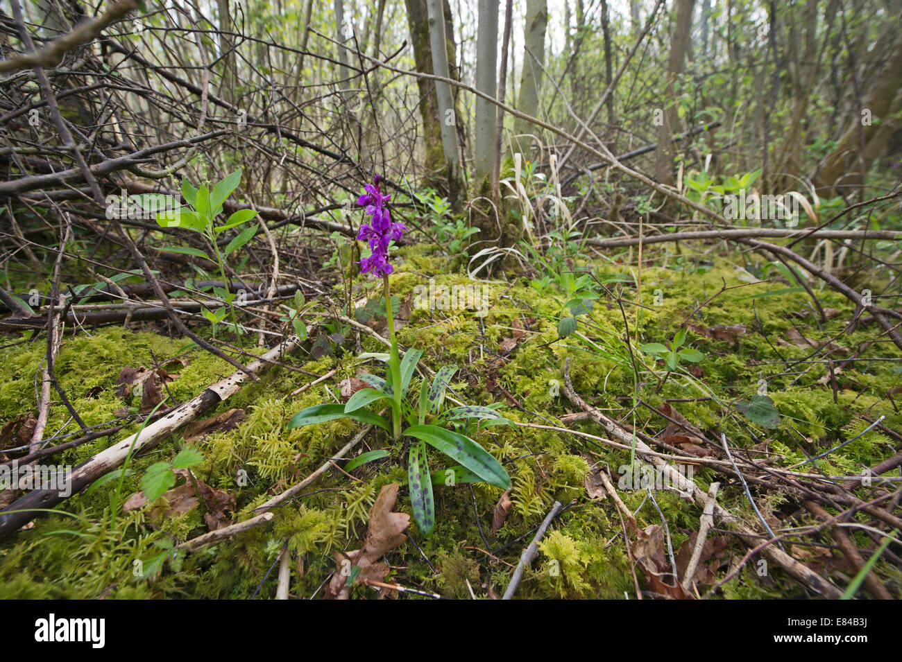 Early Purple Orchid Orchis mascula Foxley Wood Norfolk Stock Photo
