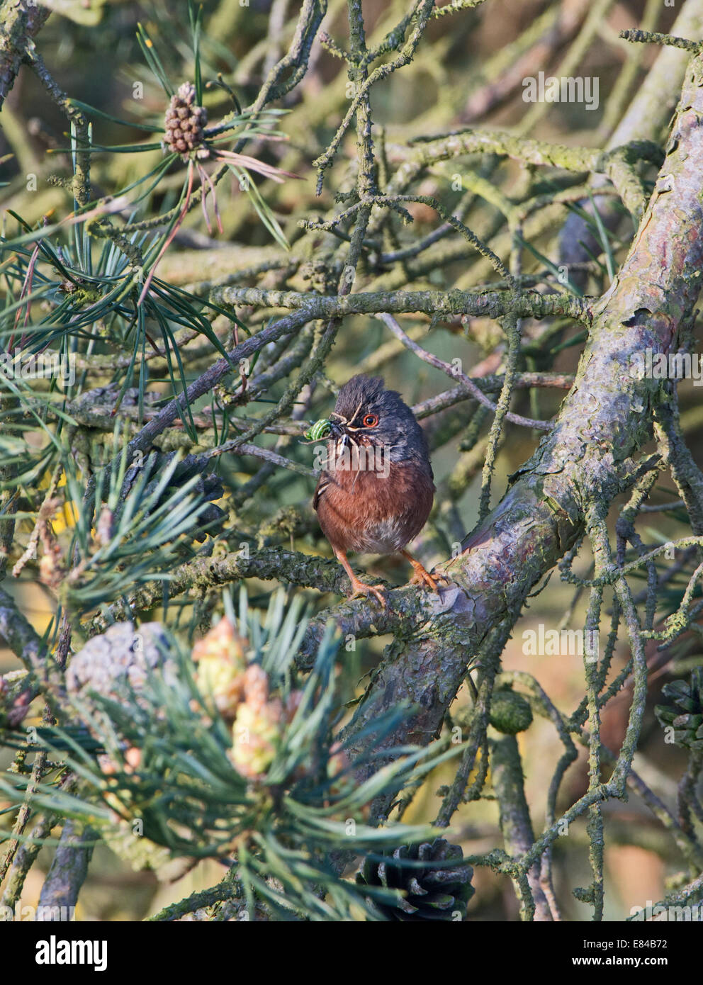 Dartford Warbler Sylvia undata bringing food back to nest North Norfolk May Stock Photo