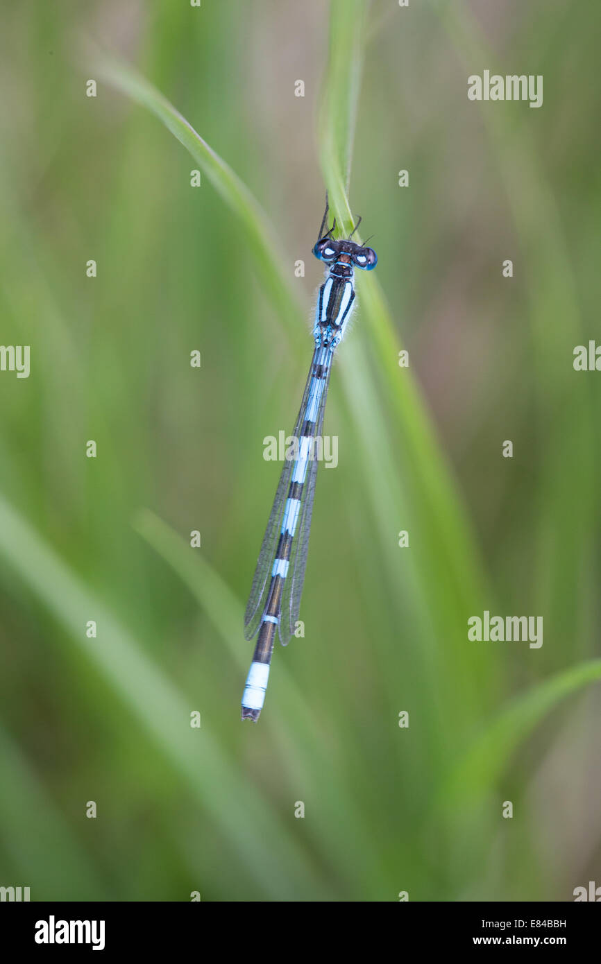 Common Blue damselfly Stock Photo - Alamy