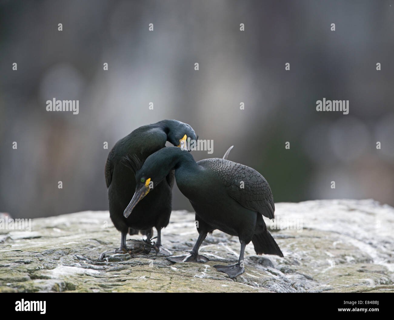 European Shag  Phalacrocorax aristotelis at nest  Inner Farne Farne Islands Northumberland June Stock Photo