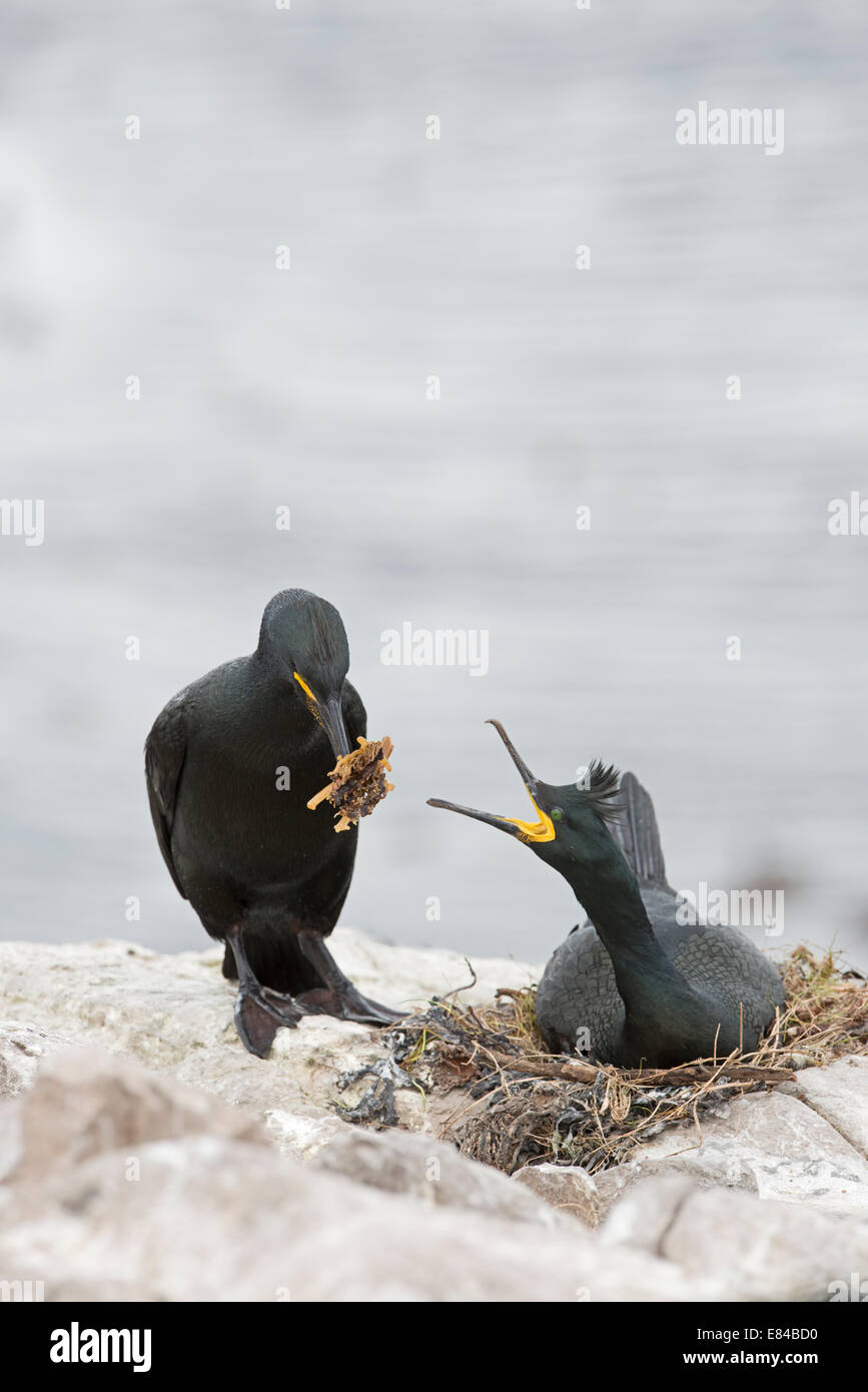 European Shag  Phalacrocorax aristotelis at nest  Inner Farne Farne Islands Northumberland June Stock Photo