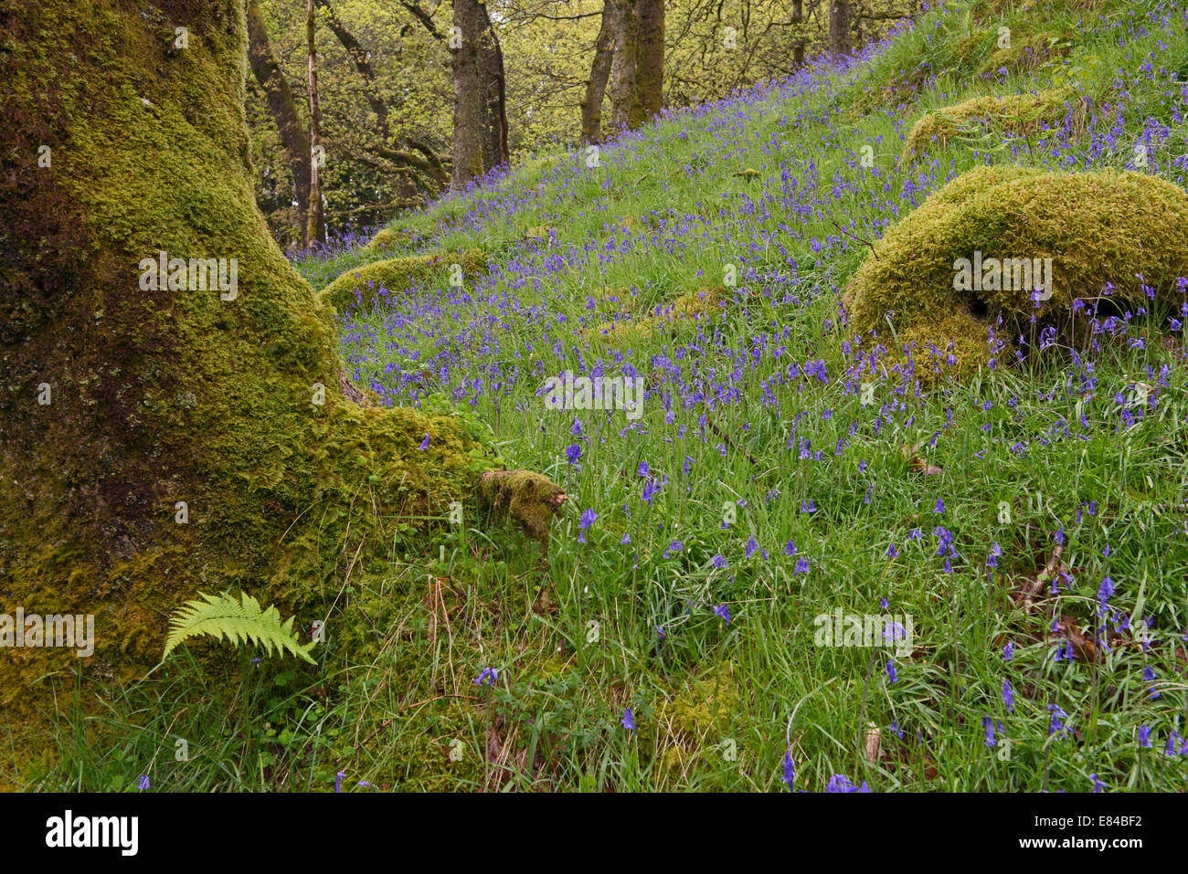 Bluebells in ancient oak woodland on shores of Loch Lomond Tayside Scotland May Stock Photo