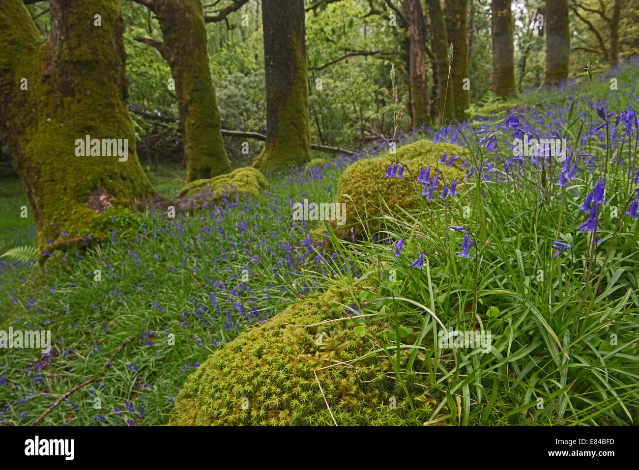 Bluebells in ancient oak woodland on shores of Loch Lomond Tayside Scotland May Stock Photo