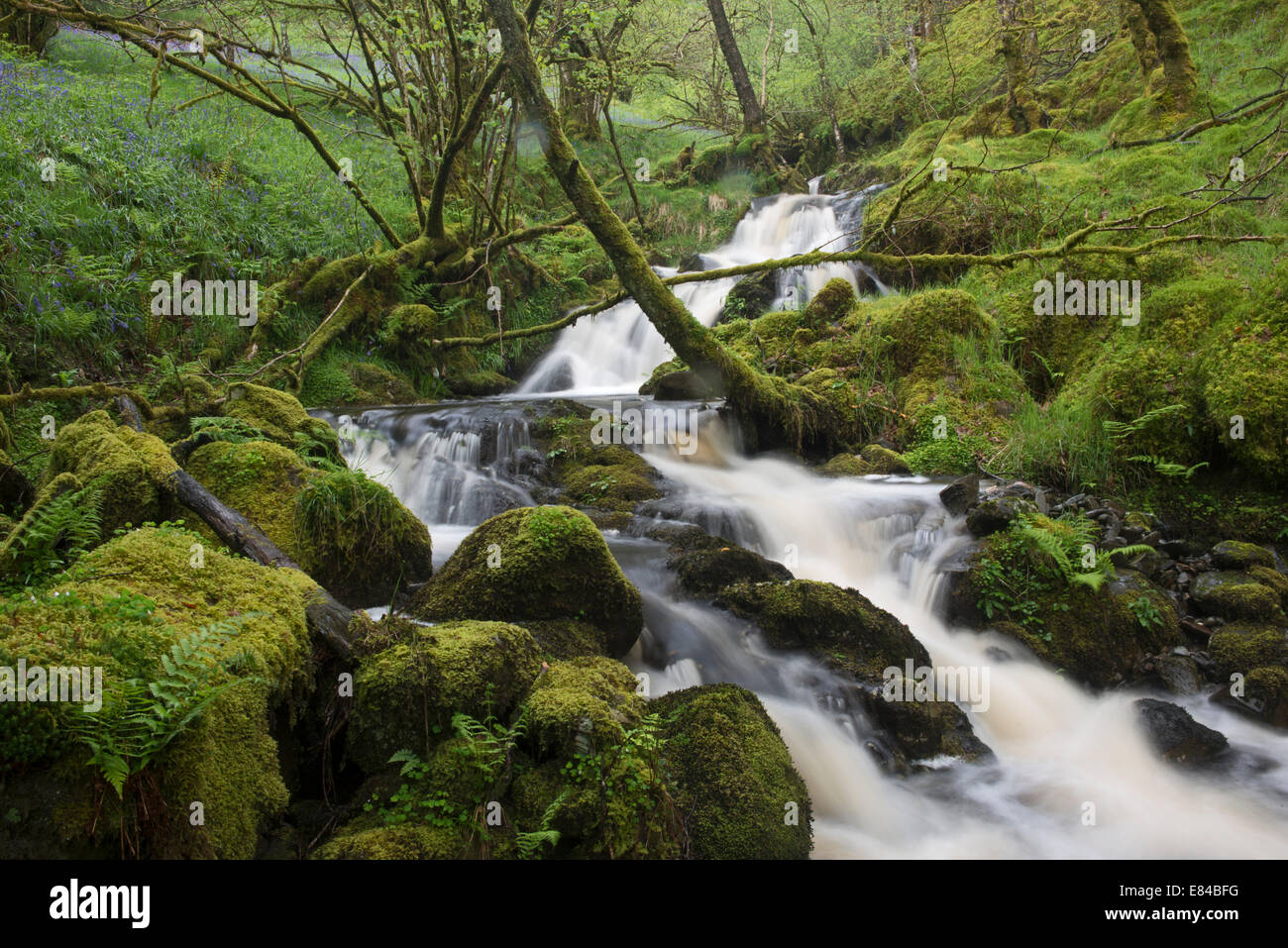 Waterfall in woodland hi-res stock photography and images - Alamy