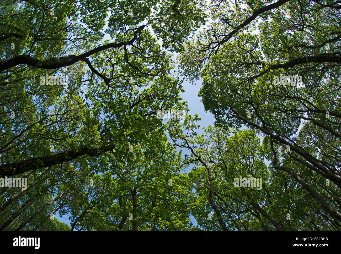 Looking up at canopy in Oak woodland at Wood of Cree RSPB Reserve Dumfries & Galloway Scotland Stock Photo