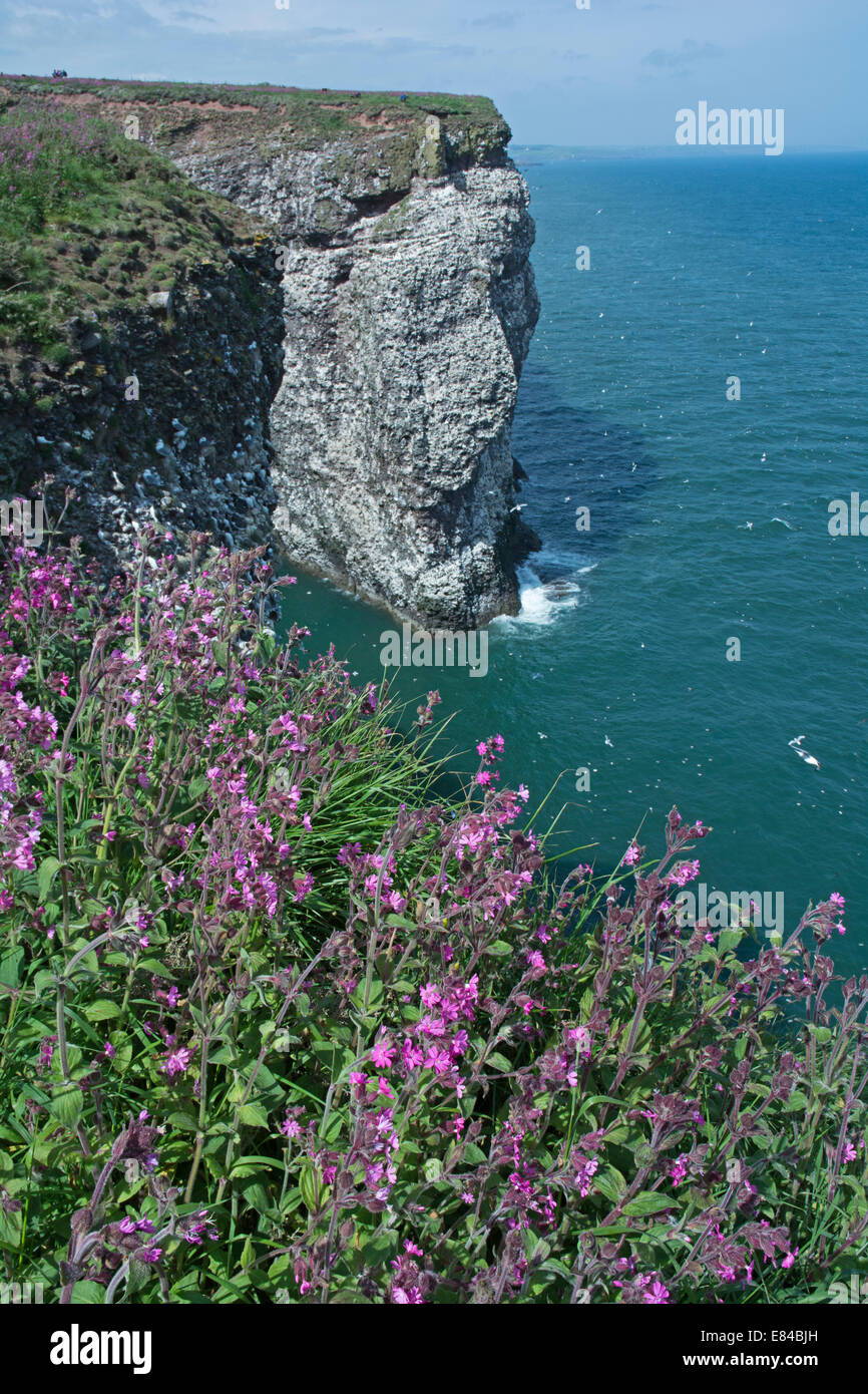 Seabird cliffs at Fowlsheugh RSPB Reserve Scotland June Stock Photo