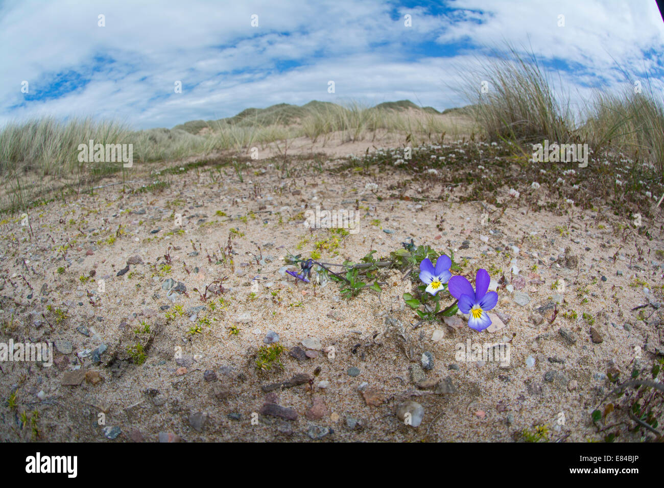 Wild Pansy Viola tricolor growing in sand dunes on Sands of Forvie National Nature Reserve Aberdeenshire Scotland Stock Photo