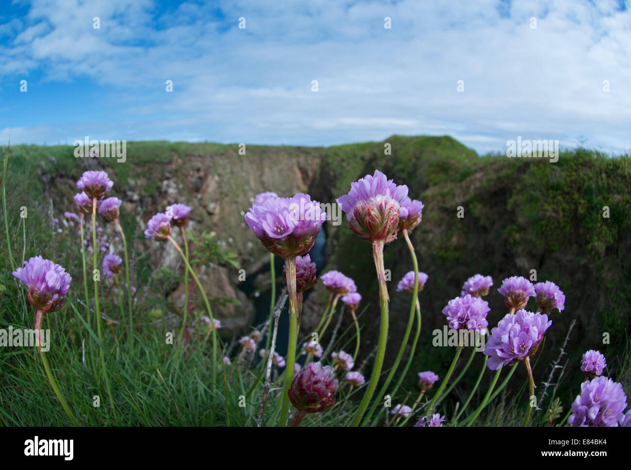 Thrift (Sea Pinks) growing on cliffs at Bullers of Buchan Aberdeenshire Scotland Stock Photo