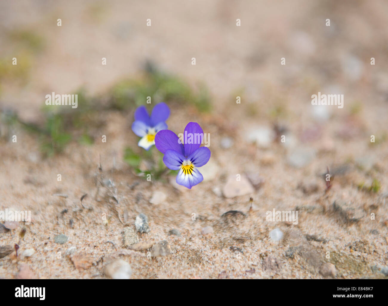 Wild Pansy Viola tricolor growing in sand dunes on Sands of Forvie National Nature Reserve Aberdeenshire Scotland Stock Photo